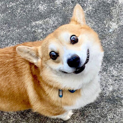 genthecorgi1157512847298504542583747220030132356873719n-15978973763511129364058.jpg