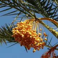 goldenpalm